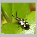 Crioceris asparagi - Gemeines Spargelhaehnchen 01.jpg